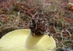 Tricholoma equestre