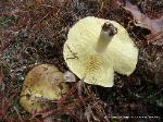 Tricholoma equestre