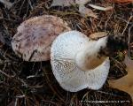 Tricholoma pessundatum