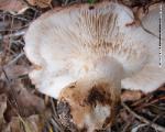 Tricholoma pessundatum