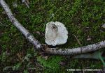 Tricholoma sejunctum