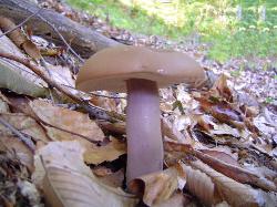 Tylopilus plumbeoviolaceus