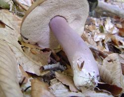 Tylopilus plumbeoviolaceus