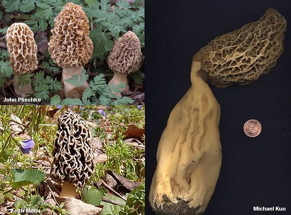 The Classic North American Yellow Morel
