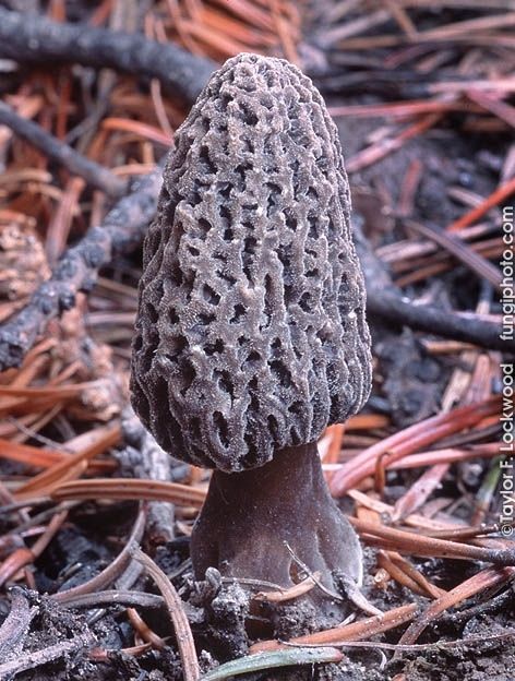The Fuzzy Foot Morel