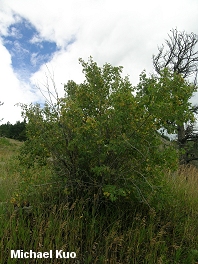 Acer glabrum