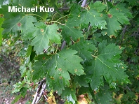 Acer glabrum