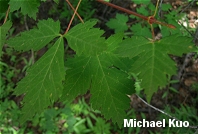 Acer glabrum