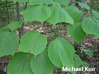 Acer pensylvanicum