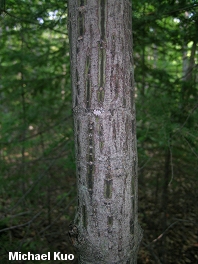 Acer pensylvanicum