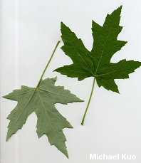 Acer saccharinum