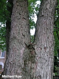 Acer saccharinum