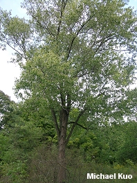 Acer saccharinum