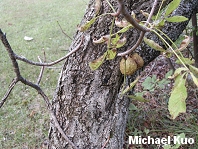 Aesculus glabra