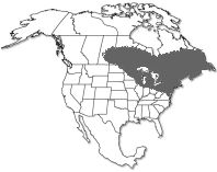 Range of Alnus incana rugosa