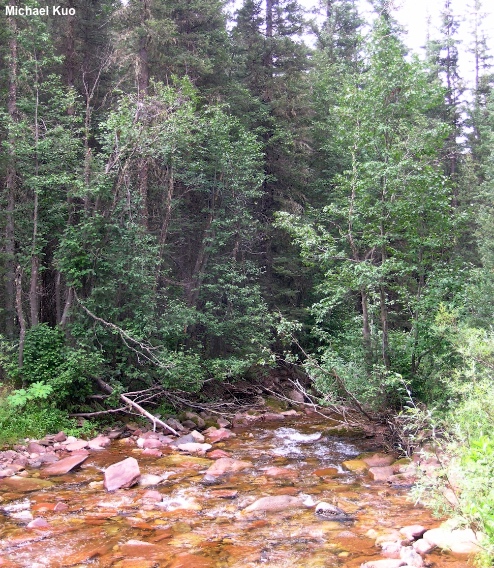 Alnus incana tenuifolia