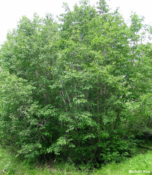 Alnus incana tenuifolia