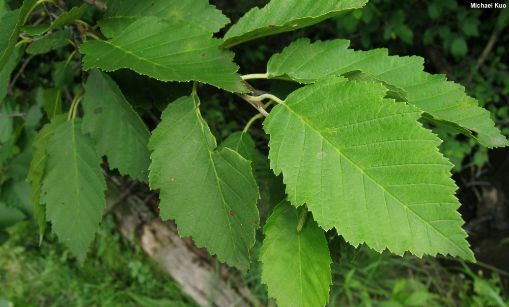 Alnus incana tenuifolia