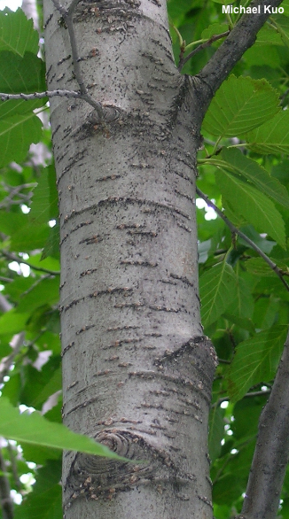 Alnus incana tenuifolia