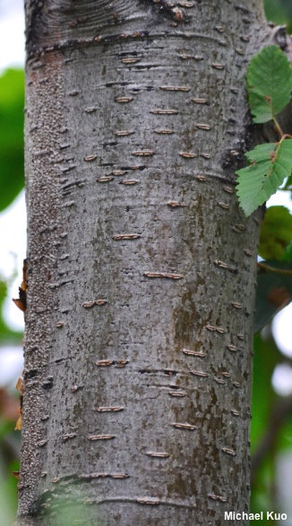 Alnus incana tenuifolia