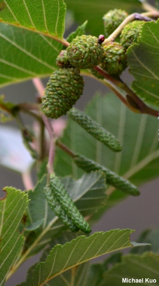 Alnus incana tenuifolia