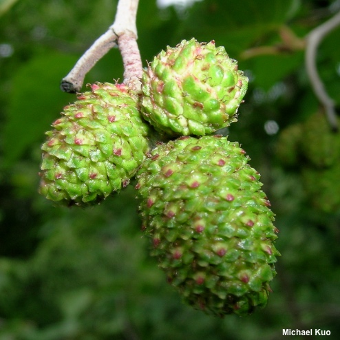 Alnus incana tenuifolia