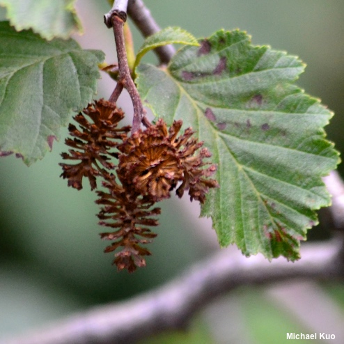 Alnus incana tenuifolia