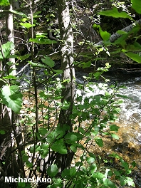 Alnus tenuifolia