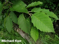 Alnus tenuifolia