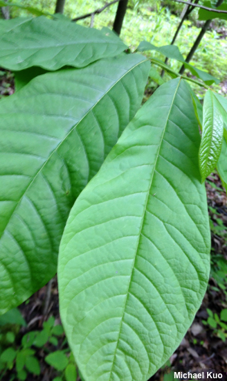 Asimina triloba