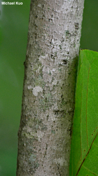 Asimina triloba