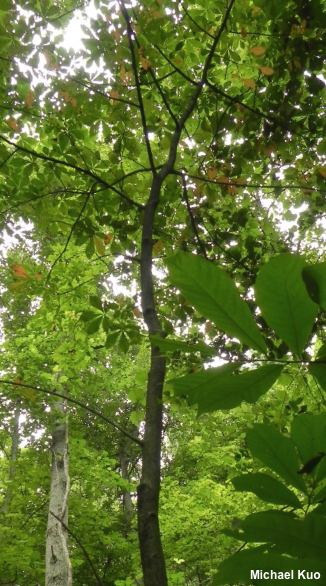 Asimina triloba