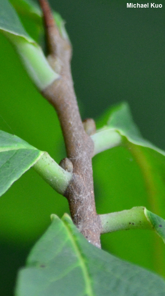 Asimina triloba