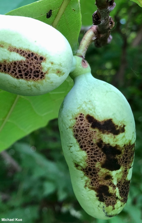 Asimina triloba