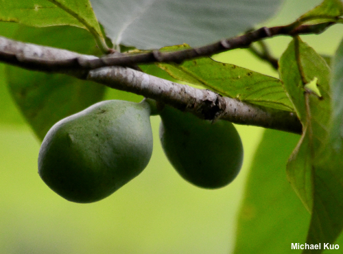 Asimina triloba