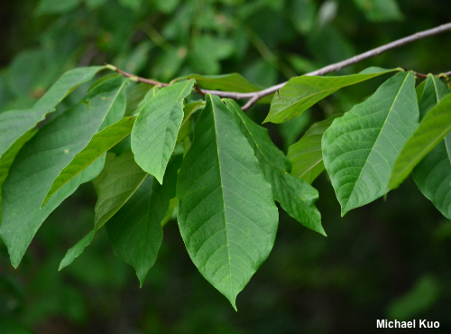 Asimina triloba