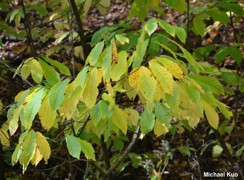 Asimina triloba