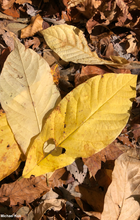 Asimina triloba