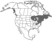 Range of Betula alleghaniensis