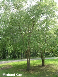 Betula nigra