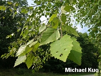 Betula nigra