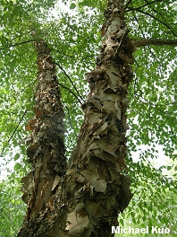 Betula nigra