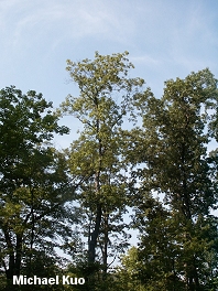 Carya ovata