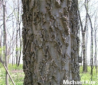 Celtis occidentalis