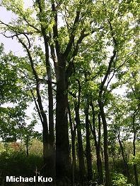 Celtis occidentalis