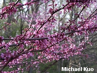 Cercis canadensis