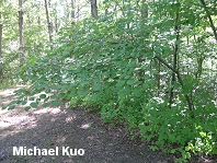 Cercis canadensis