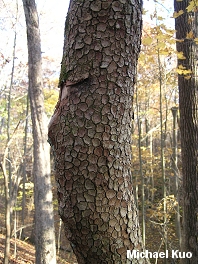 Cornus florida