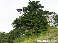 Cupressus macrocapra