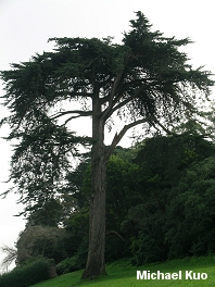 Cupressus macrocapra